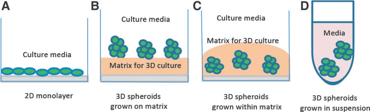 A Tutorial For 3d Cell Culture System Bridging The Gap Between In Vitro And In Vivo Cultures 2805